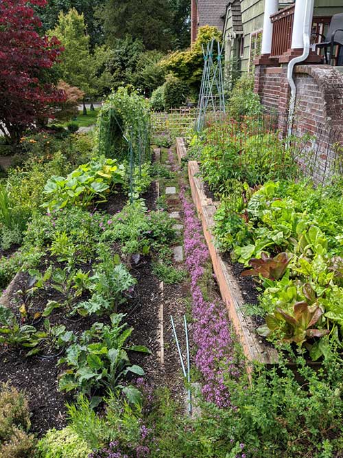 Photo of tiered garden of vegetables and herbs.