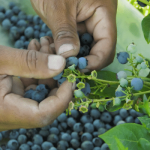 Close up of hands picking blueberries