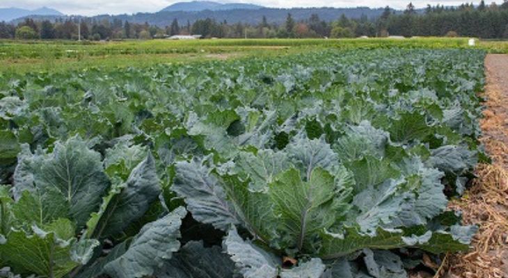 Photo of cabbage crop