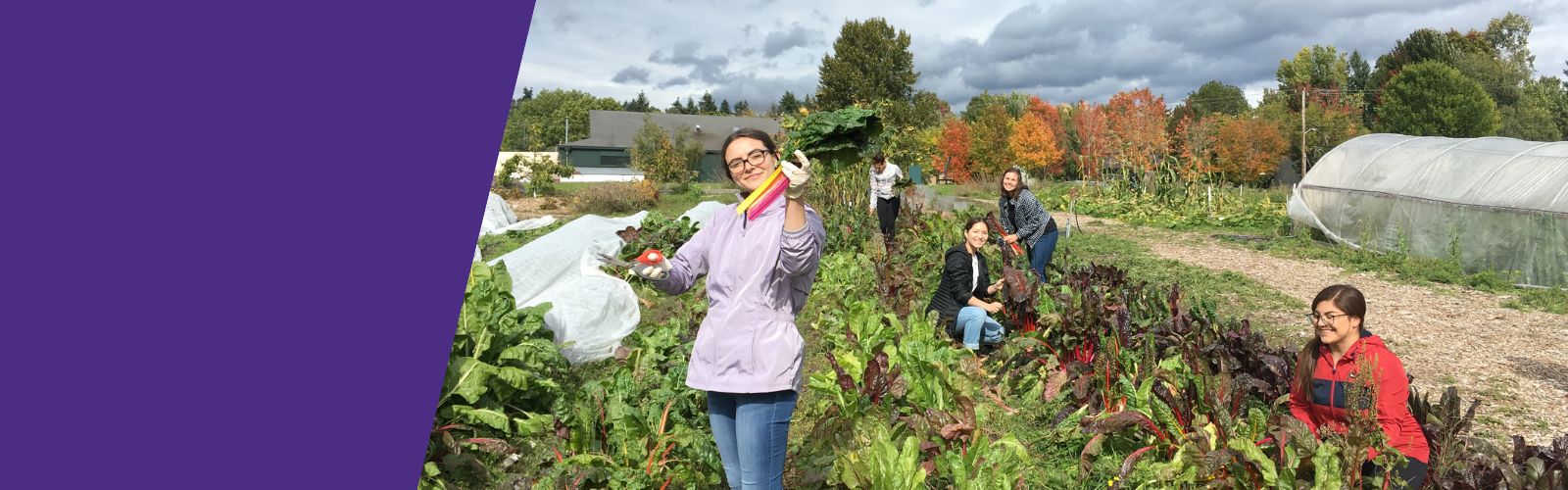 Students in a NUTR 302 course working at UW Farm harvesting Swiss chard