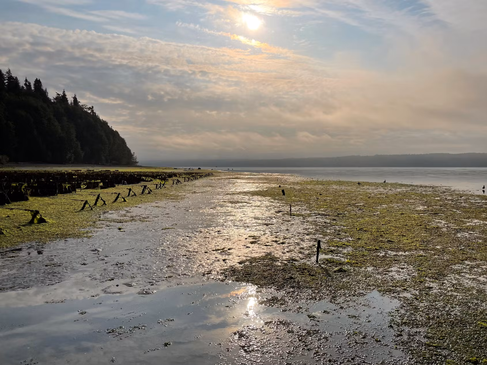Photo of seaweed on a beach